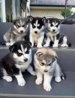 Hübsche Sibärian Husky Welpen - Bohmte
