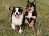 3 Australian Shepherd Welpen - Vettweiß