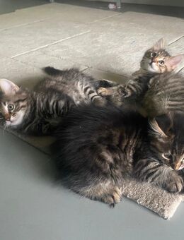 Sibirische Waldkatzen Mix - Allershausen