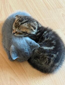 Süße Babykatzen (BTK-Mix) in liebevolle Hände abzugeben – 250 € VB - Hamm