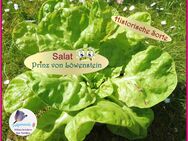 ♥ Salat Prinz von Löwenstein Alte Sorte,Samen,Gemüse Tulpenstolz,selten Saatrarität,Garten,Saatgut bunte Salate,samenfest - Hamburg