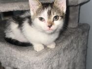 Bkh Maincoon mix Kitten - Kassel