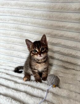 Wunderschöne Kitten mit BKH-Mix abzugeben - Horb (Neckar) Zentrum