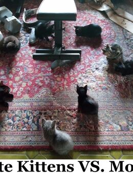 Liebevoll aufgezogene Kitten suchen neues Zuhause – gesund, verspielt & gut sozialisiert! Ab dem 25.07.25 abzugeben. - Altenkirchen (Westerwald)
