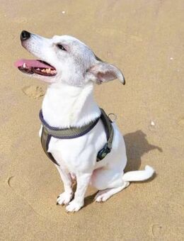 Lia süße Maus wartet in PLZ 66127 - Overath