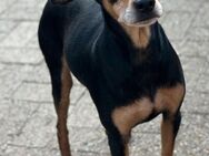 Tequila, Zwergpinscher, 6 Jahre - Wegberg