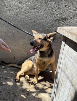 Jankó, toller Kerl sucht Familie - Köln