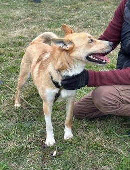 Nico sucht sein Glück - Nordwalde