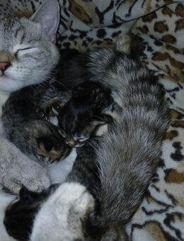 4 xxl maine coon mix kitten Colorpoint Shorthair - Bad Kissingen