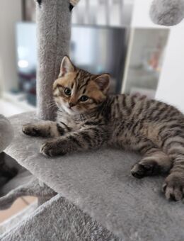 Britisch kurzhaar kitten - Bremen
