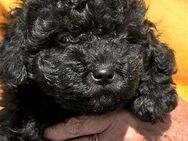 Milo kleiner Minidoodle ( minigoldendoodle) im schwarzen Jäckchen - Waldmünchen Zentrum