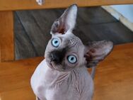 Canadian Sphynx Kitten - Barsinghausen