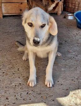 Indra, freundlich und verspielt - Bonndorf (Schwarzwald)