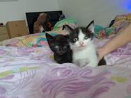 Katzenbabys suchen ein neues zu Hause - Marpingen