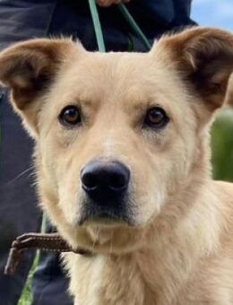 MARLEY, freundlich und verträglich - Gefrees