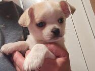 Chihuahua s jungs suchen ein zu Hause jetzt - Abtsbessingen