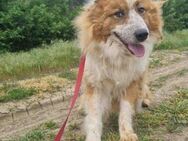 Wunderschöner Hope Collie Mix ca. 6 J. - Overath