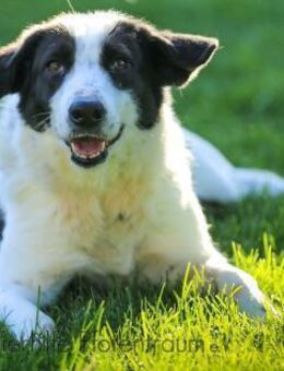 ALICE - freundlich, sozial, verspielt - Linden (Hessen)