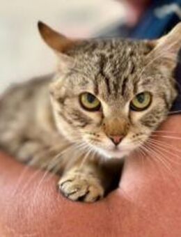 Zarte Schönheit Fleur sucht Zuhause - München