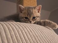 Zauberhafte BKH-Kitten suchen liebevolles Zuhause! - Buchholz (Nordheide)