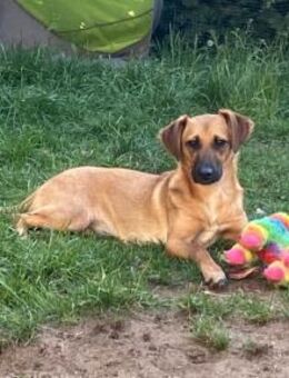 zauberhafte EDINA sucht Kuschelkörbchen - Kallmünz
