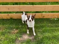 Deckrüde Chihuahua Leo steht liebevollen Hündinnen zur Verfügung - Sörup