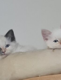Noch 2 kleine Ragdolls suchen ihr Zuhause - Schipkau