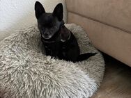 Chihuahua-Shih Tzu Mix dauerhaft abzugeben - Hanau (Brüder-Grimm-Stadt) Wolfgang