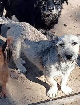 Liesel - aufgeschlossen und freundlich - Westerholt