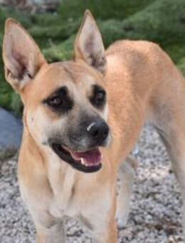 Mabel mit Geschwistern Mr - Ludwigshafen (Rhein)