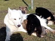 Weißer Schäferhund-Samojede - Husky x Deutsche Schäferhund Welpen - Wittstock (Dosse)