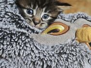 Kleine Maine Coon Mix Dame zu verkaufen - Sundhagen