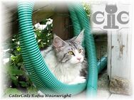 Mainecoon Deckkater black-silver-cl.tabby.white( Stammbaum) - Ingolstadt