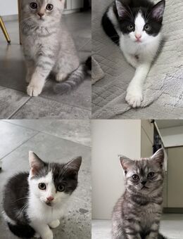 BKH / BLH Mix Kitten - Elsenfeld