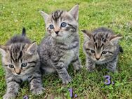 Kitten zu verkaufen (1 ist reserviert ) - Bodenfelde