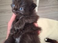 Noch 3 handzahm siam/Perser kitten - Krefeld