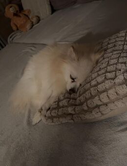 Lou 7 Jahre sucht ein neues Zuhause - Schwerte (Hansestadt an der Ruhr) Zentrum