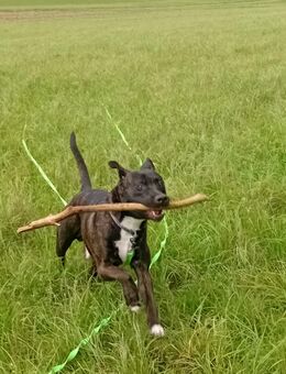 Belgischer Schäferhund Mischling - Magstadt