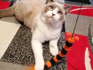 Wunderschöner Reinrassige BKH Kater. - Geislingen (Steige)