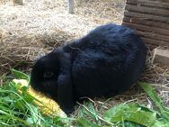 Mini Lop, Kaninchen - Bad Segeberg