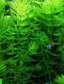 Hornkraut, Aquarium, Pflanzen, EINFACHE ANFÄNGERPFLANZE abzugeben. - Talkau