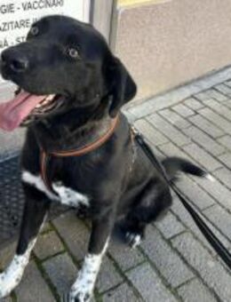 Dante sucht Hundeversteher - München