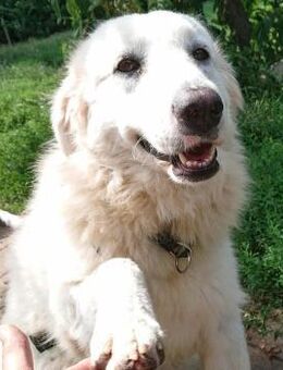 Silvia, Pflegestelle in Bayern - Bad Vilbel