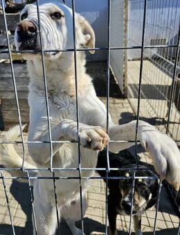 MILANA - sanft und liebevoll - Weilheim (Oberbayern)