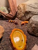 Gecko Nachwuchs abzugeben in 47803