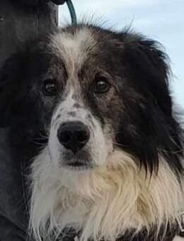 Yuki - für Hundeprofis - Dreikirchen