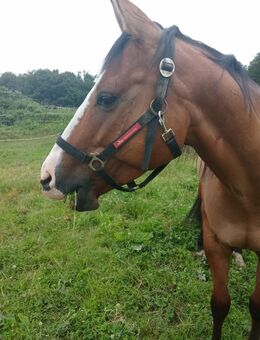 Freizeitpferd/ Therapiepferd zu verkaufen - Bergisch Gladbach