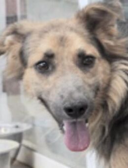 Corina🍀Träumt von einem tollen Leben - Herxheim (Landau)