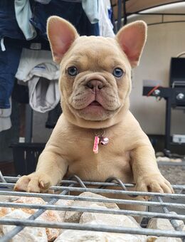 Französische Bulldogge sucht Zuhause - Dortmund