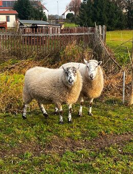 Kerry Hill Mix Schafe - Harth-Pöllnitz